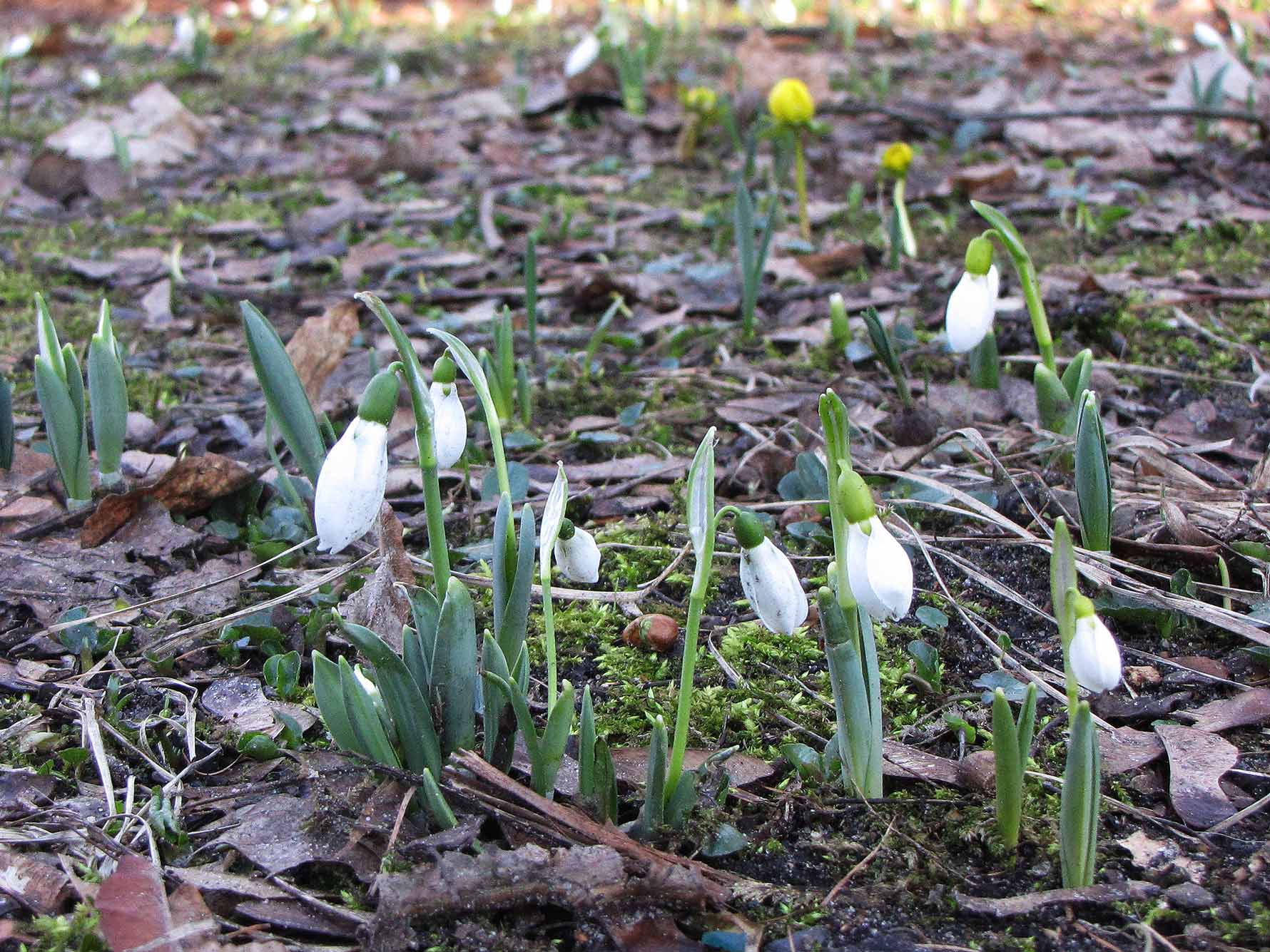 20170224_schneegl2bg