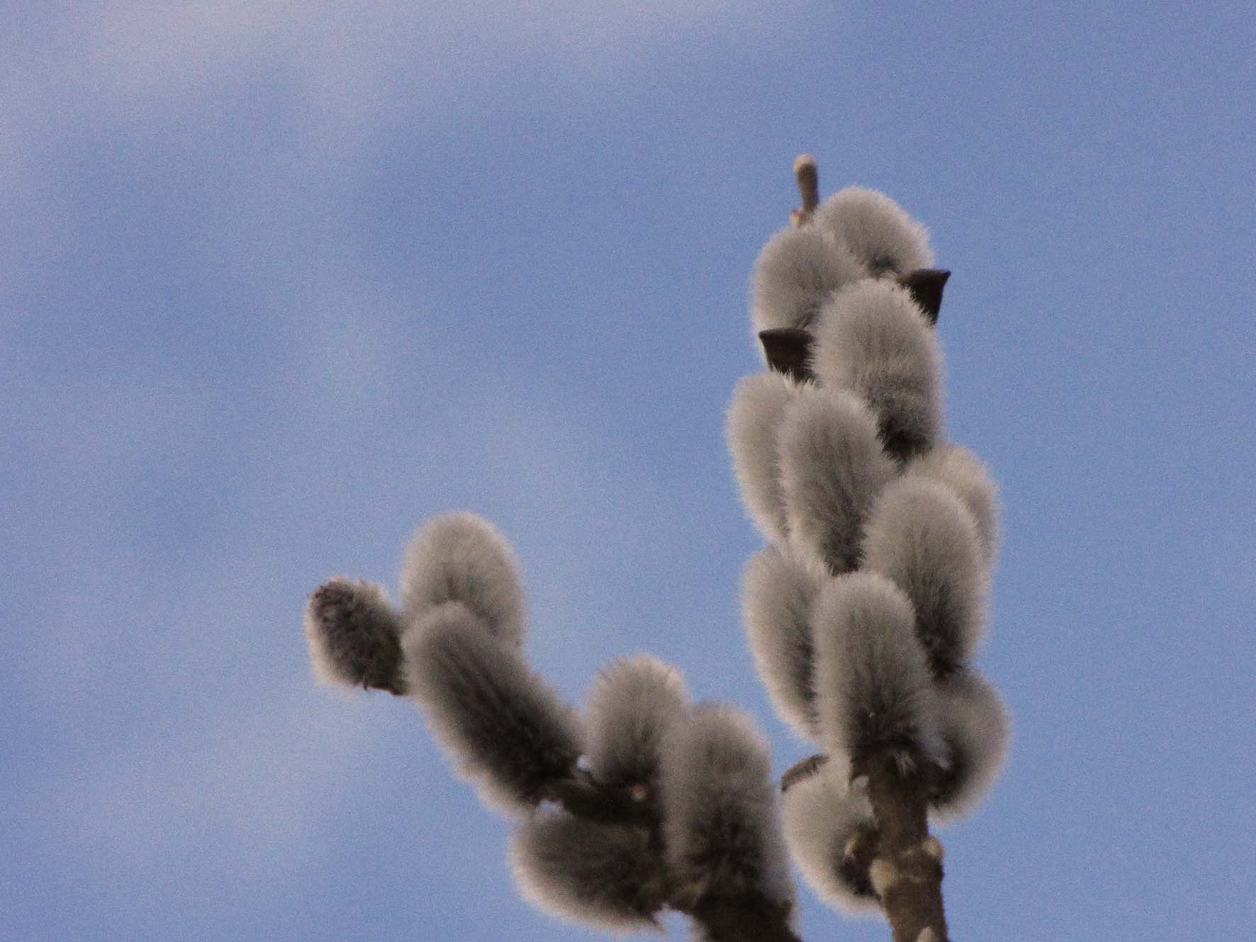 20170228_katzchen2bg