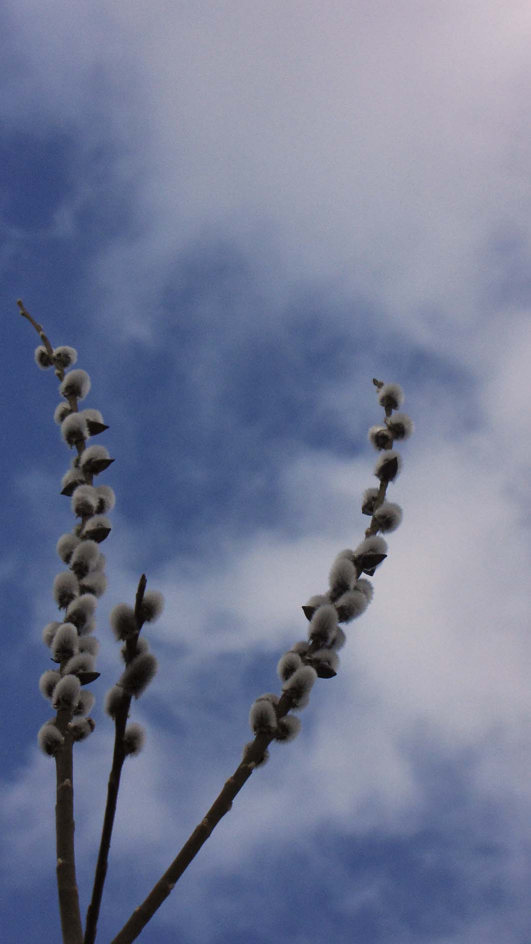 20170228_katzchen3bg