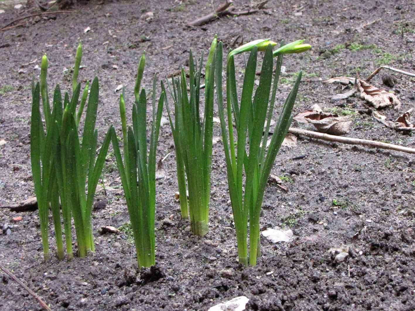 20170305_23narzissbg