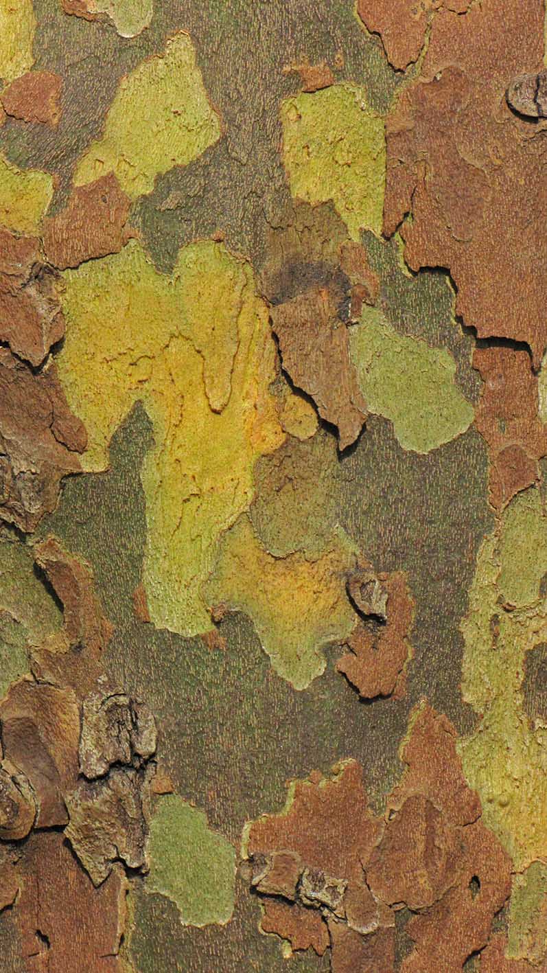 20170312_camouflageBG