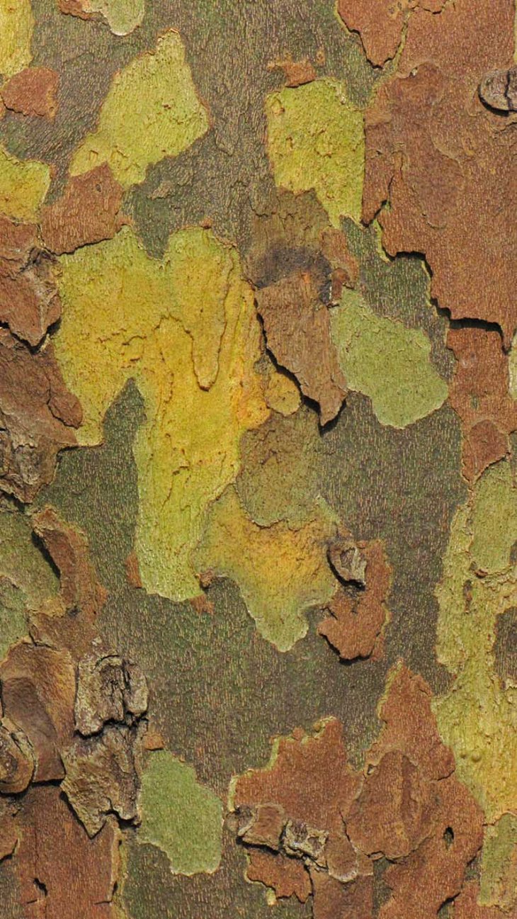 20170312_camouflageBG