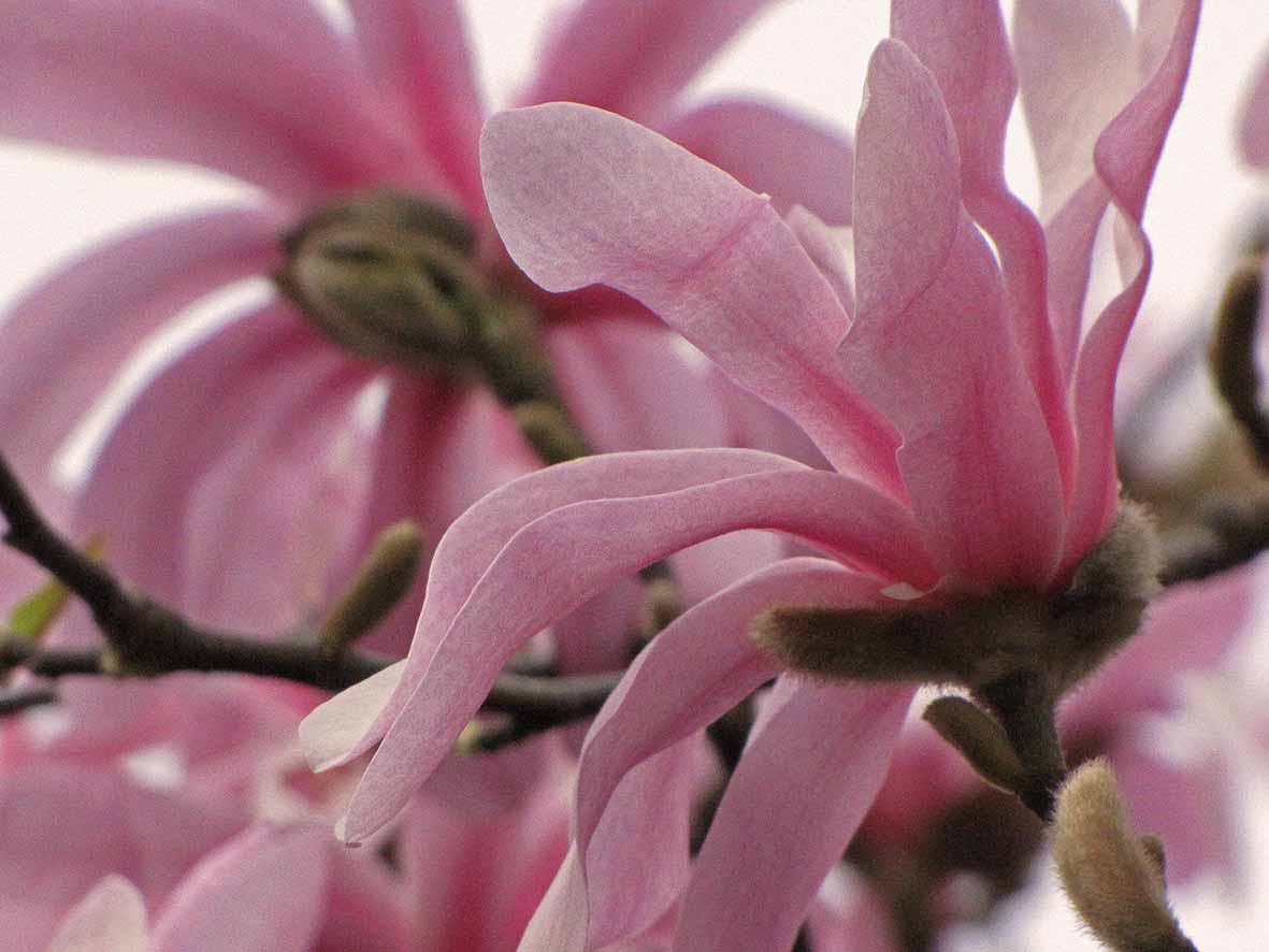 20170331_611Magnolie1BG