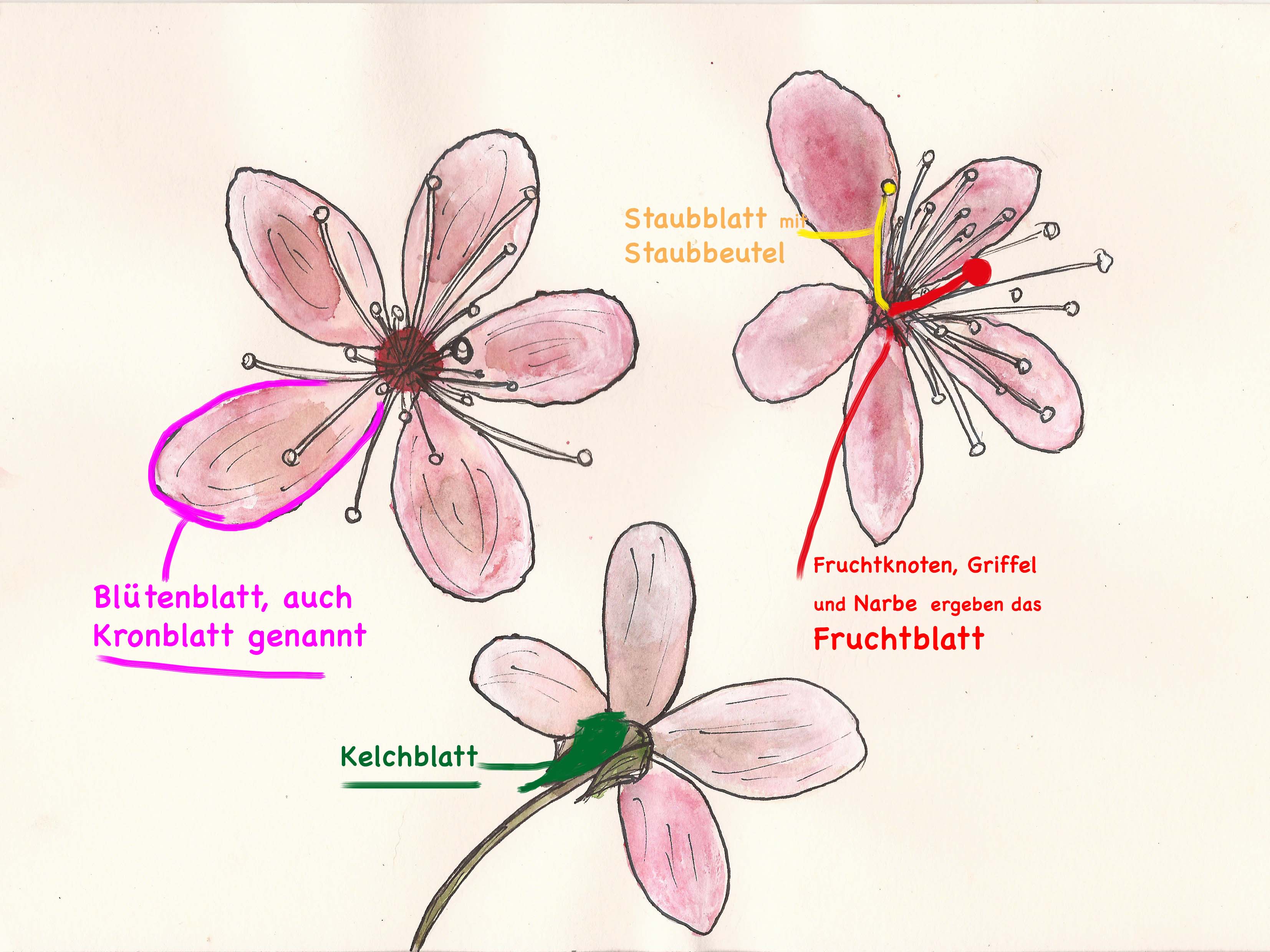 20170403_Kirschblüte_Aufbau