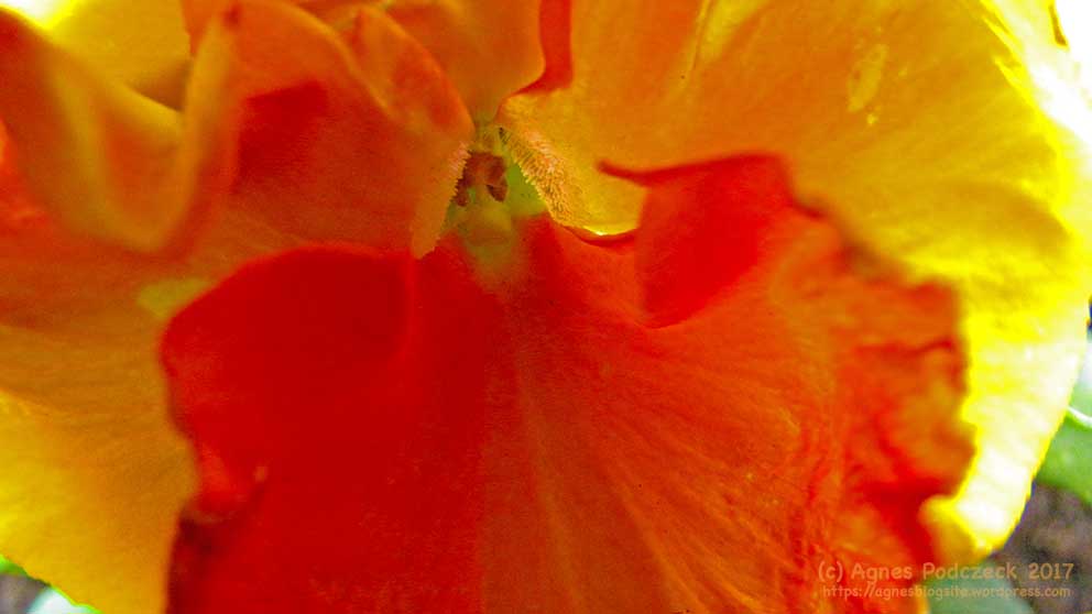 20170423_83Stiefmutter