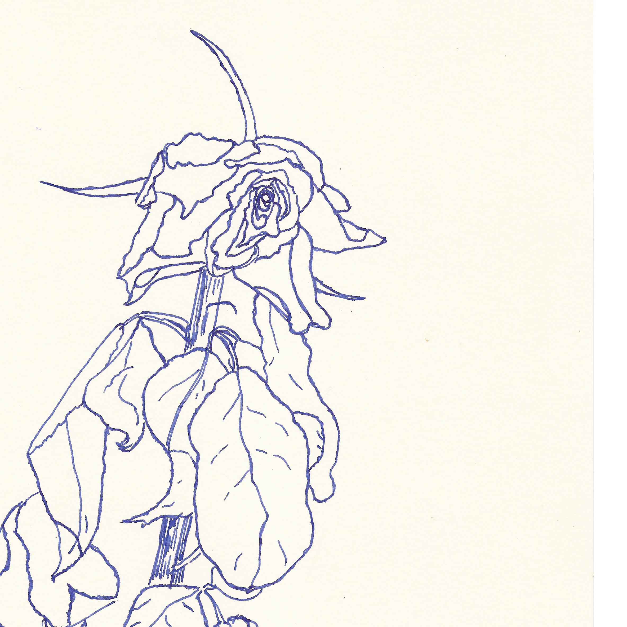 20170511_Rose_LinieBG