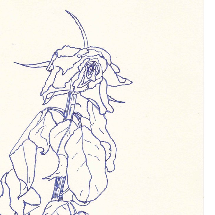 20170511_Rose_LinieBG