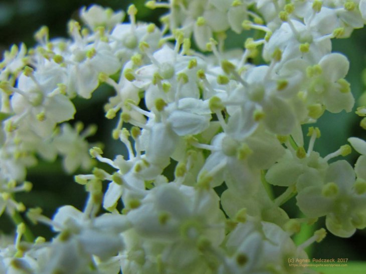 20170528_Holunder732