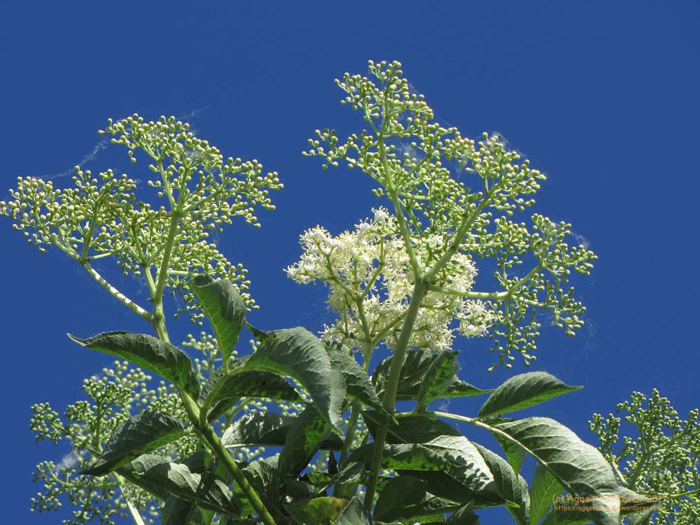 20170528_Holunder753