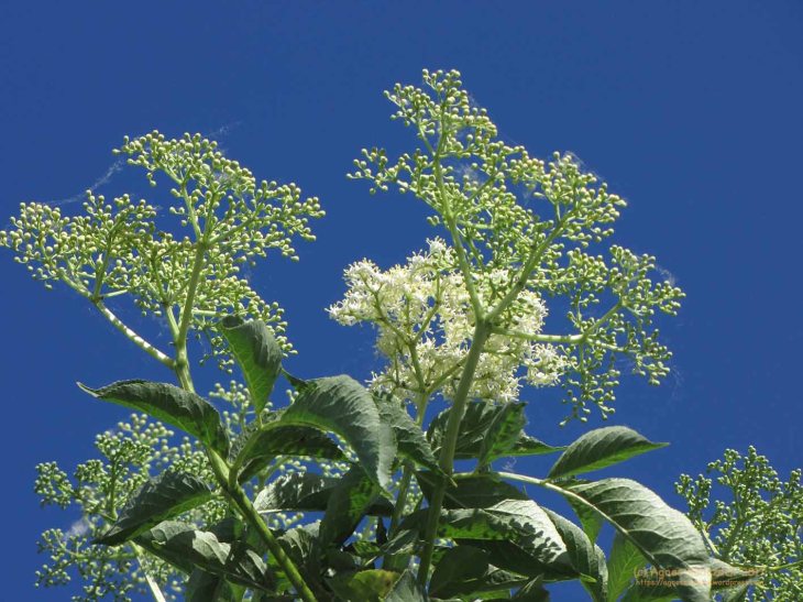 20170528_Holunder753