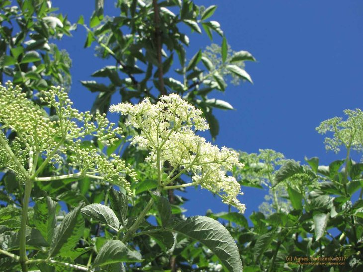 20170528_Holunder757