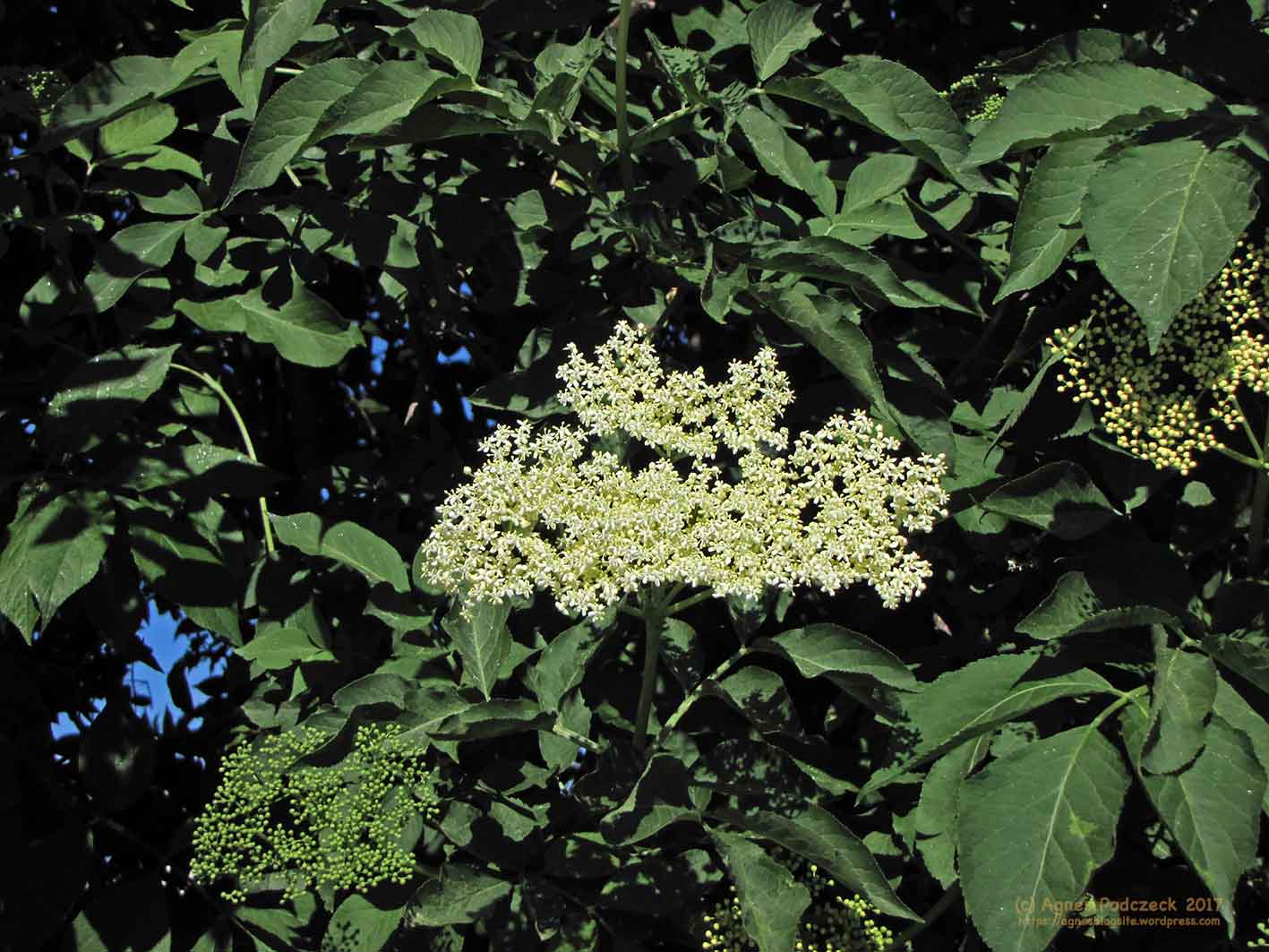 20170528_Holunder758