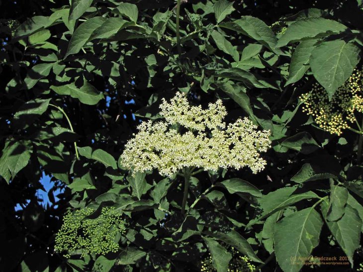 20170528_Holunder758