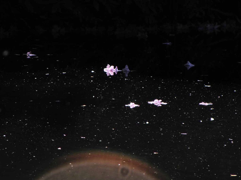 Durch den Tiergarten