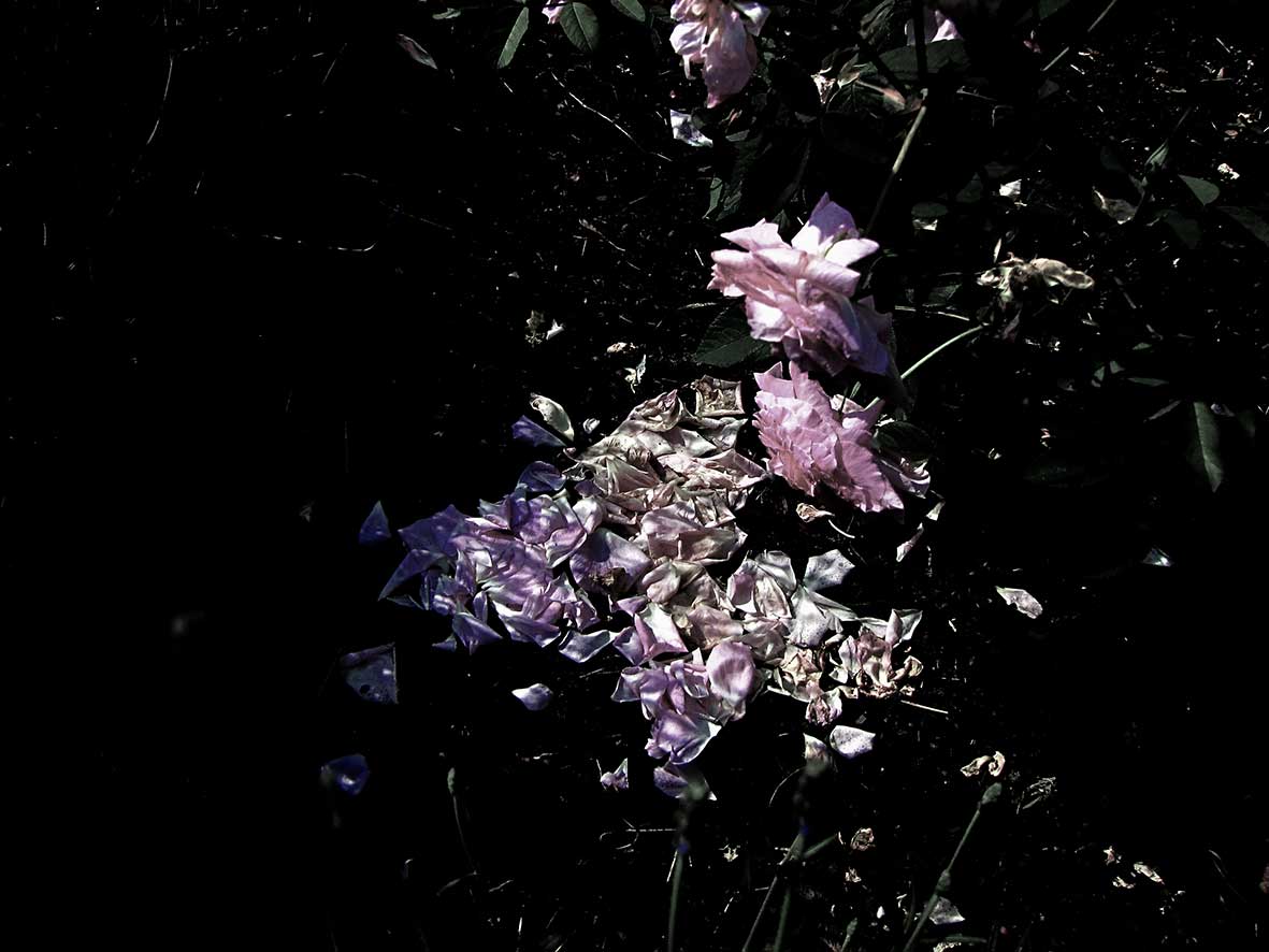 20170606_Rosen158_Vergehen