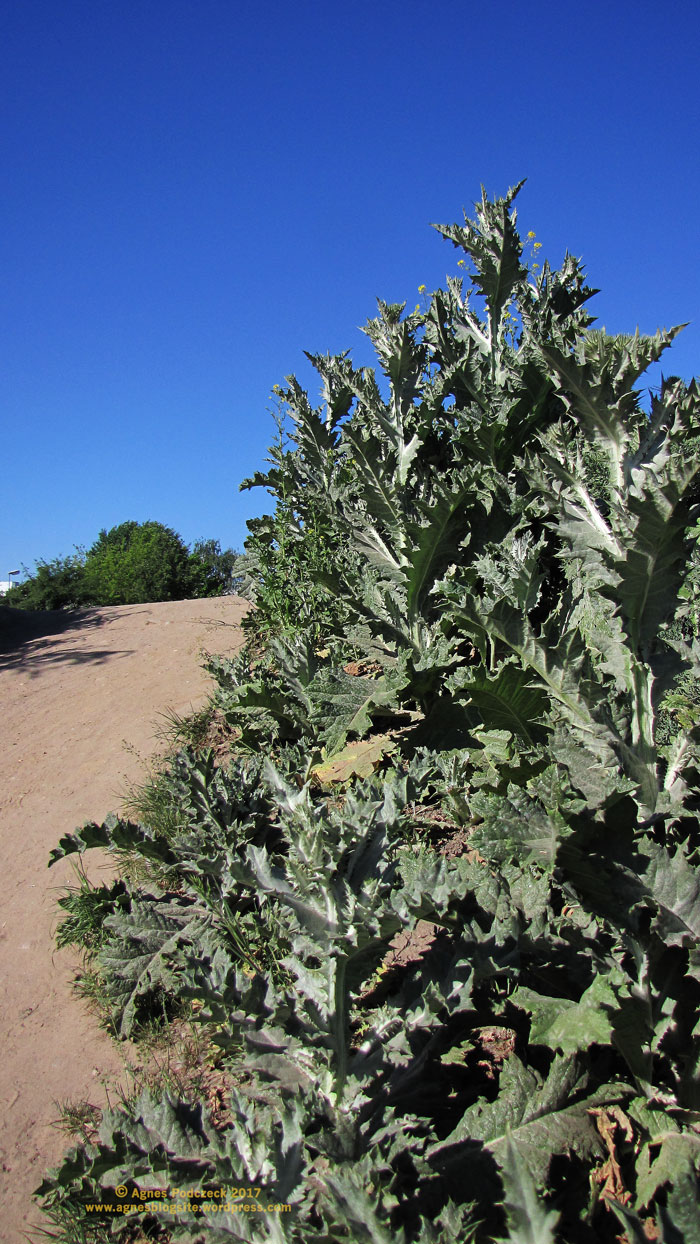 20170528_Distel739BG