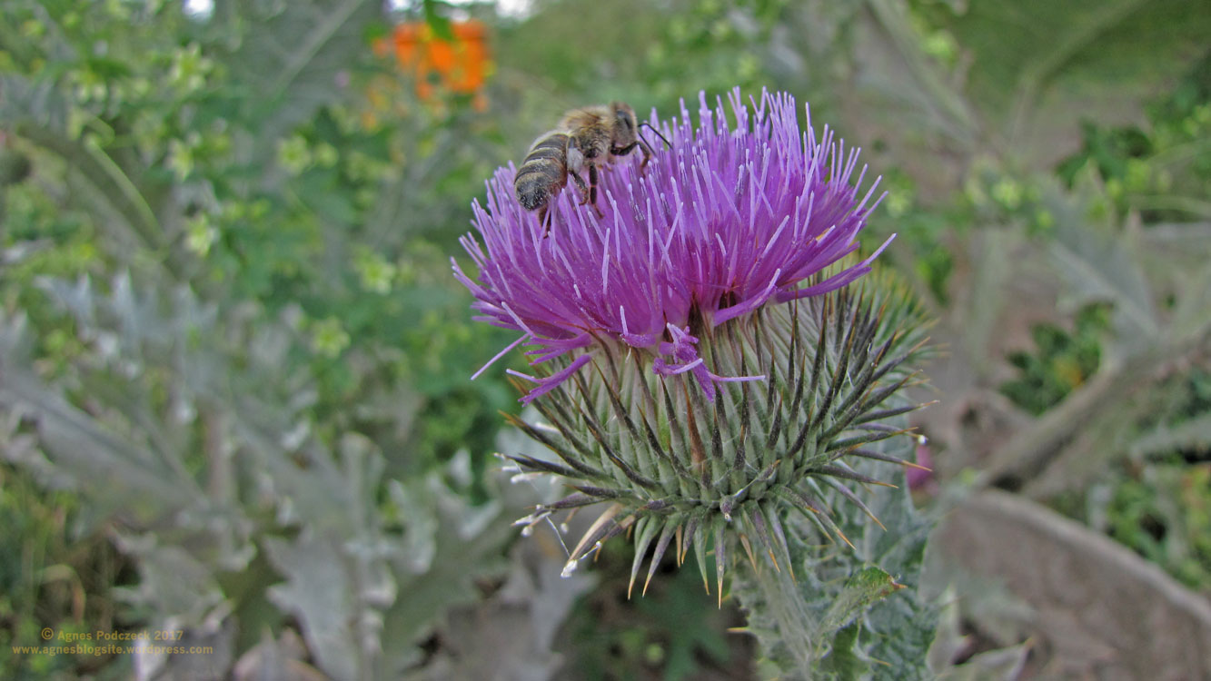 20170625_Distel
