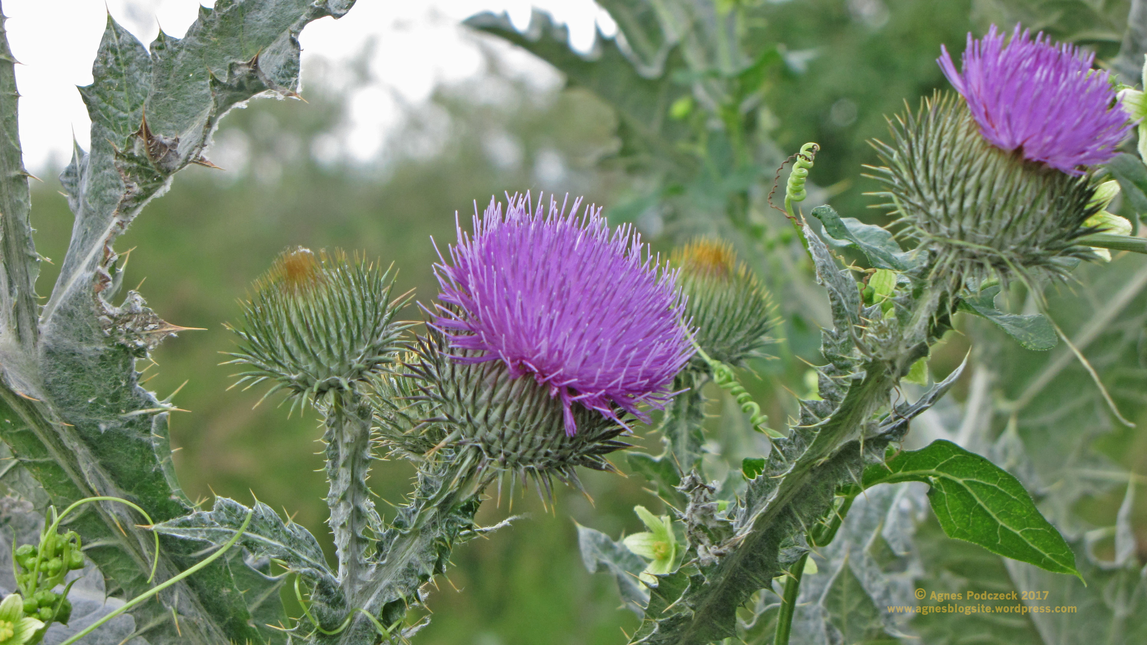 20170625_Distel2