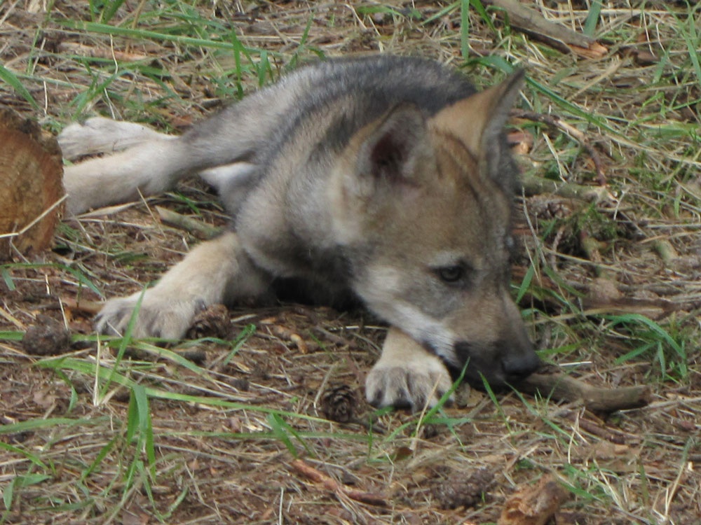 Ailaf, Marina und Mayaa&nbsp;…