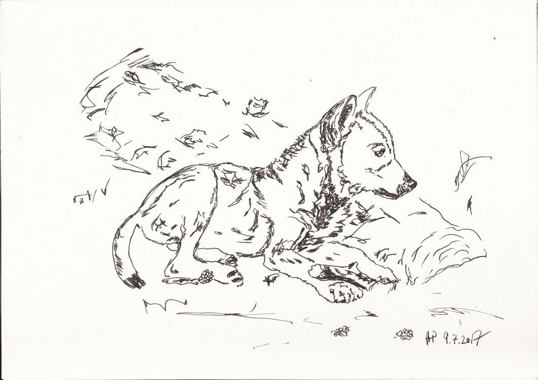 20170709_WolfskindBG