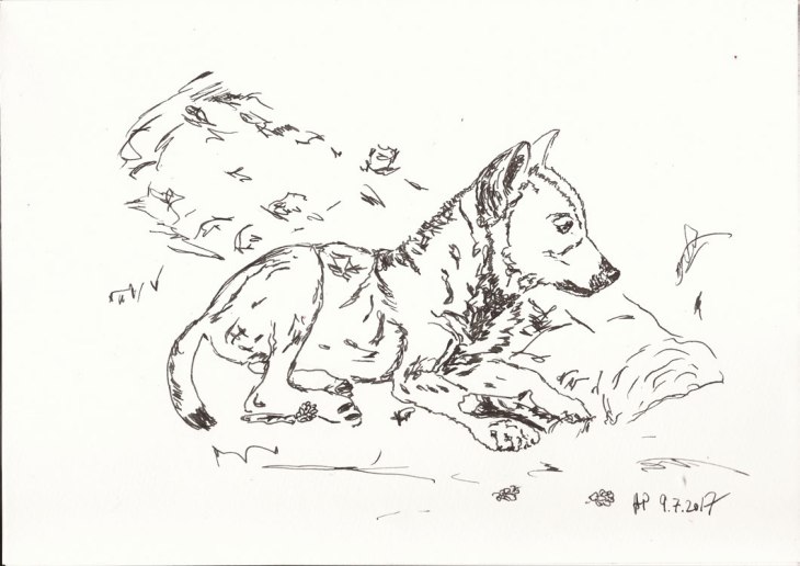 20170709_WolfskindBG