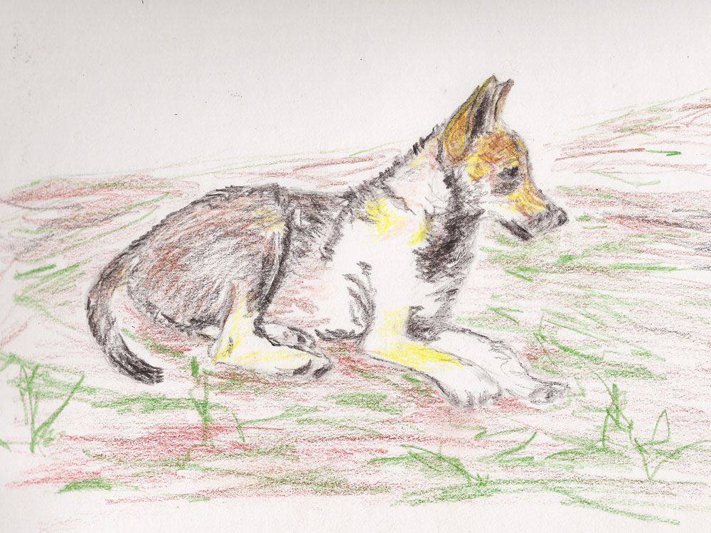 20170710_WolfskindBG