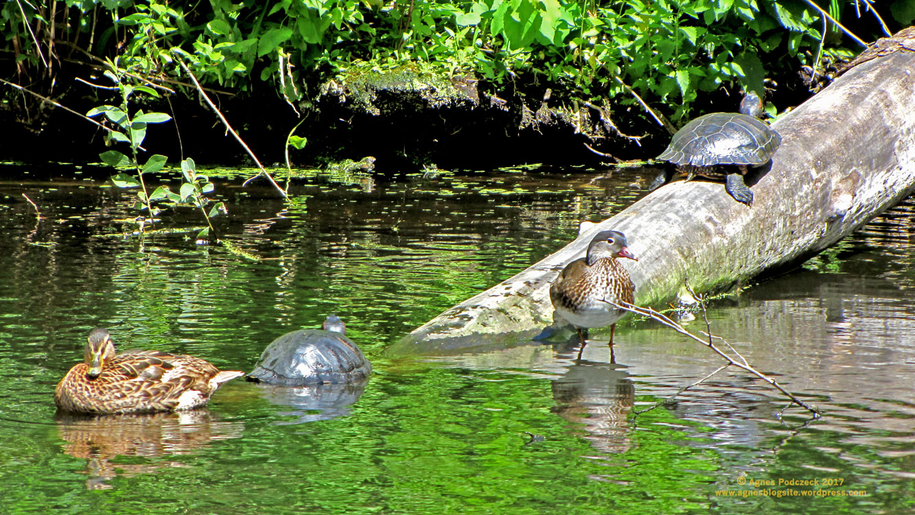 Schildkröte,Tiergarten