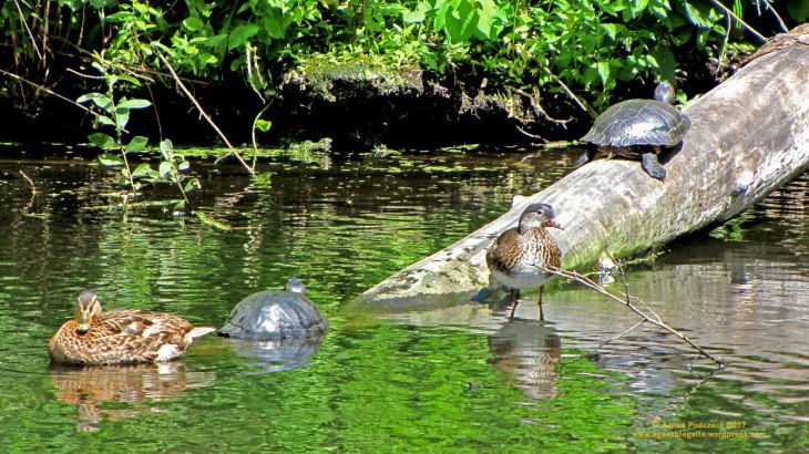 Schildkröte,Tiergarten