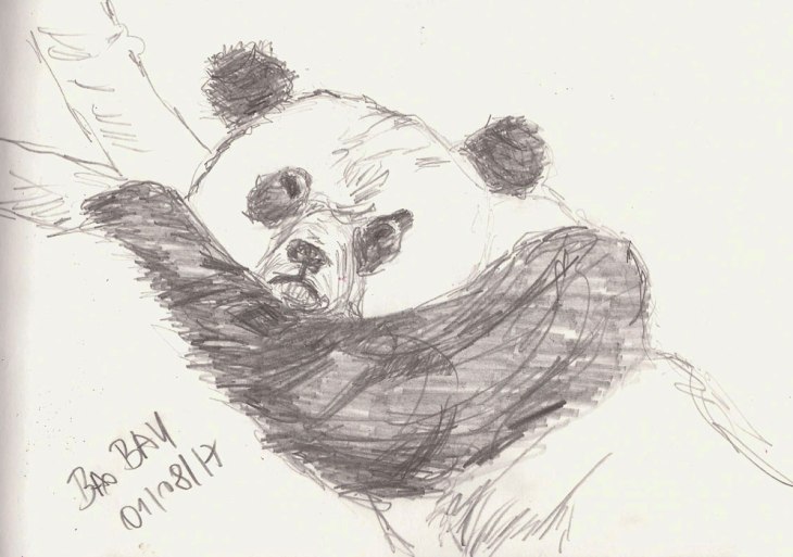 Panda, Naturkundemuseum