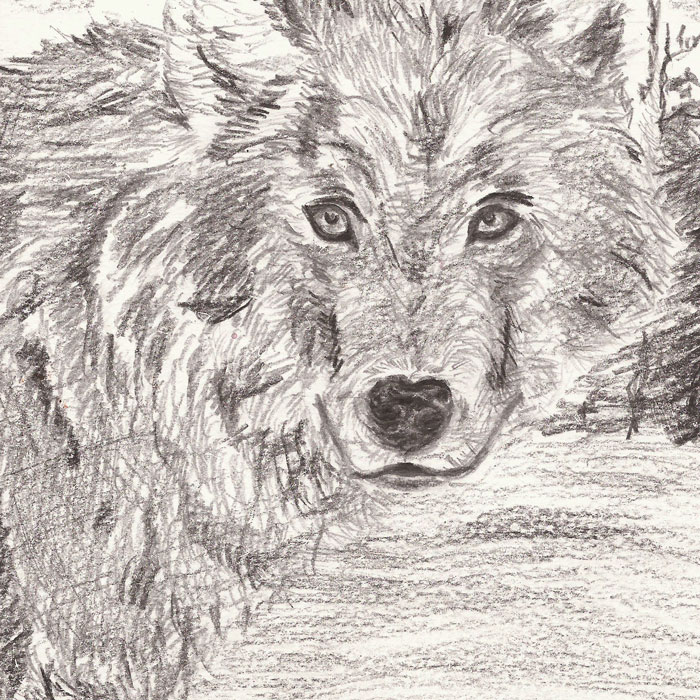 20170826_Wolf_BleistiftBG