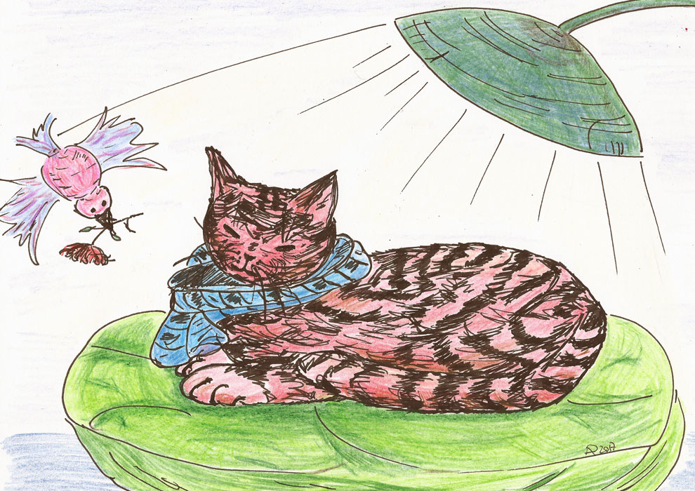 20170912_Katze_krankBG