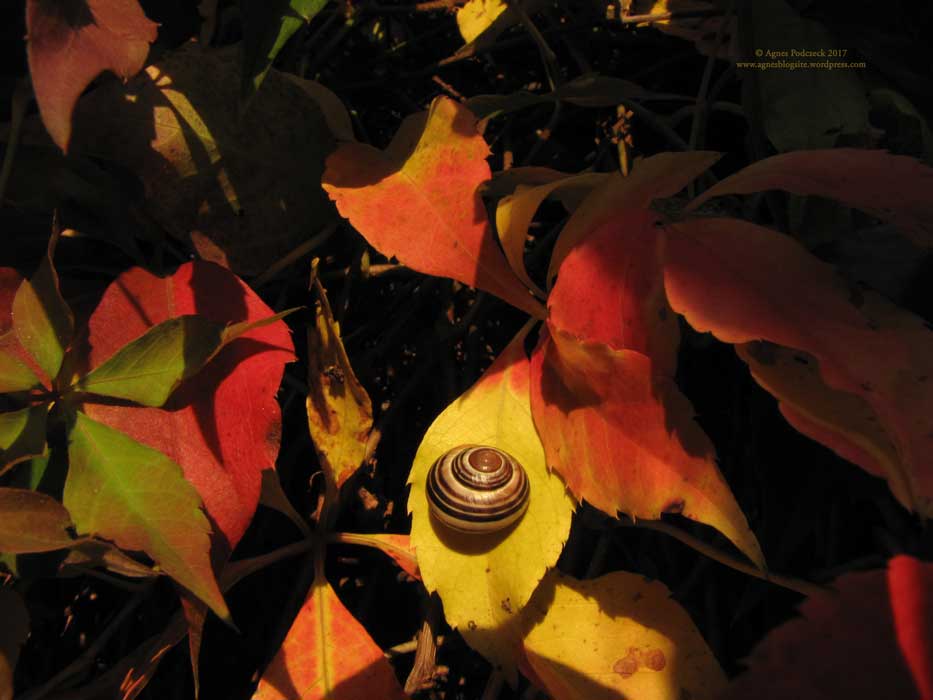 20170929_Laub_schneckeBG