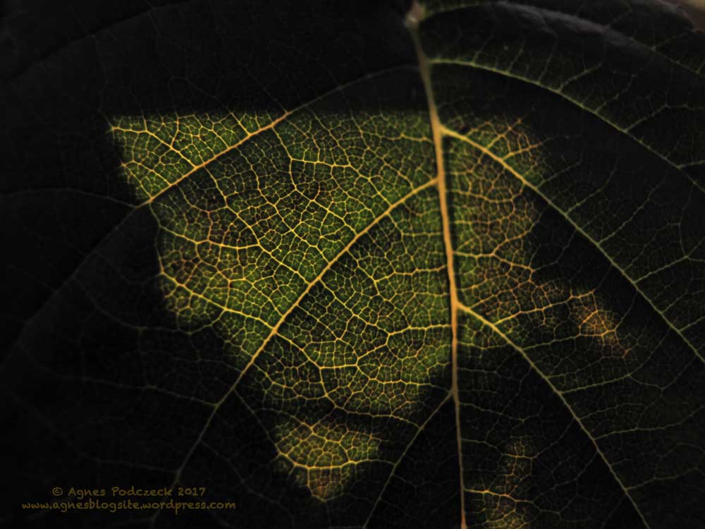 20171030HerbstFalkplatz297BG