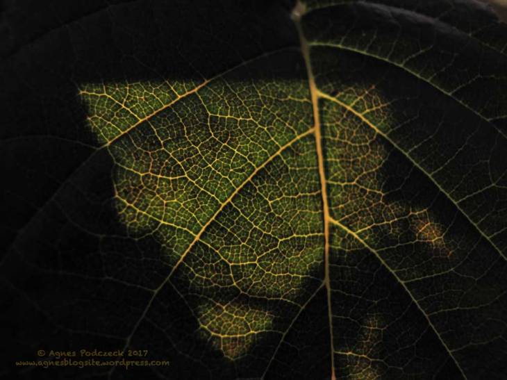 20171030HerbstFalkplatz297BG