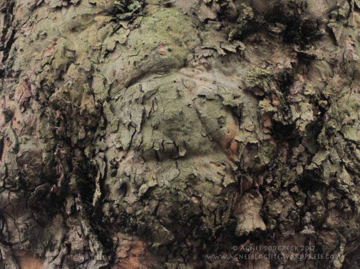 20171105_Platane71BG