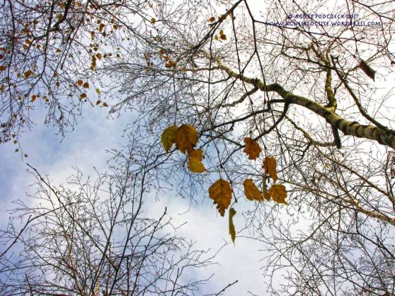 20171203_Birkenwald199BG