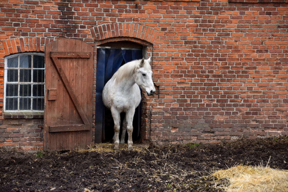 _00220180217_Pferd09_BG