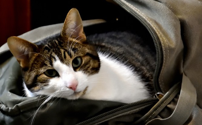 Katzenrucksack