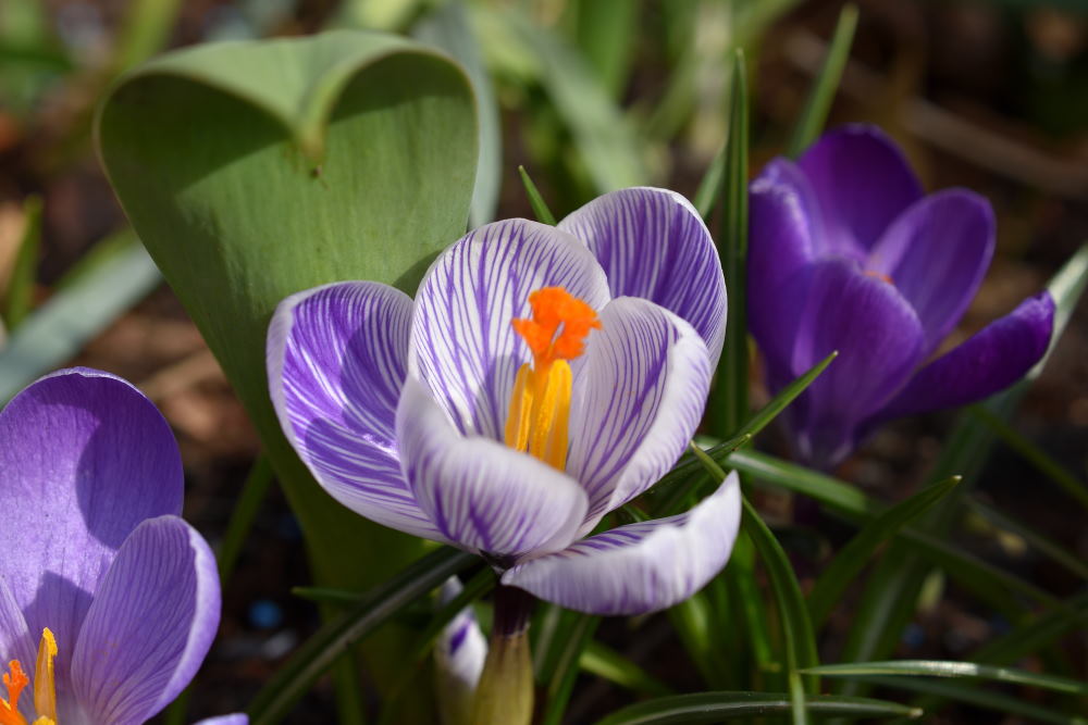 Frühlingserwachen – 2