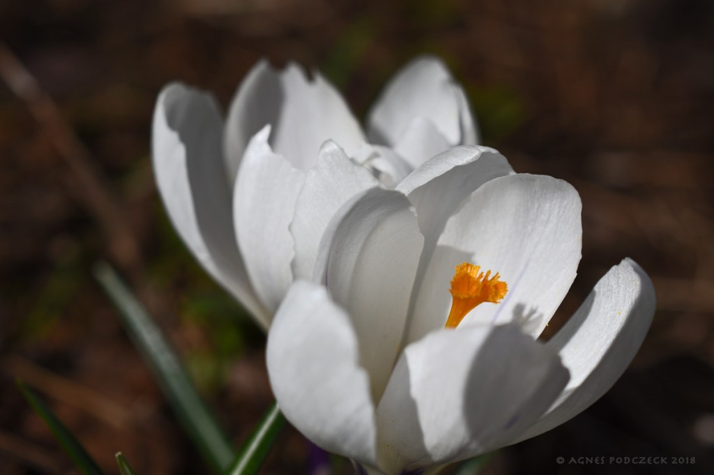 Frühlingserwachen 5 – Unschuld