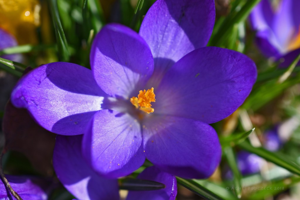 Frühlingserwachen 4 – drei Farben lila