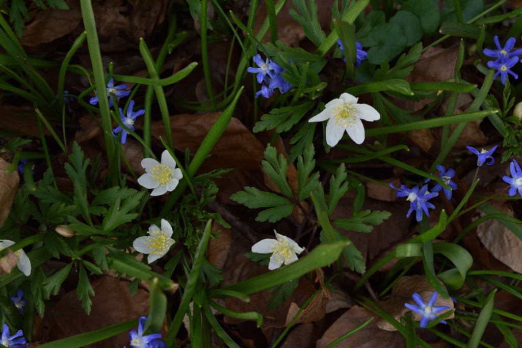 Stadt und Natur – Wald in der&nbsp;Stadt