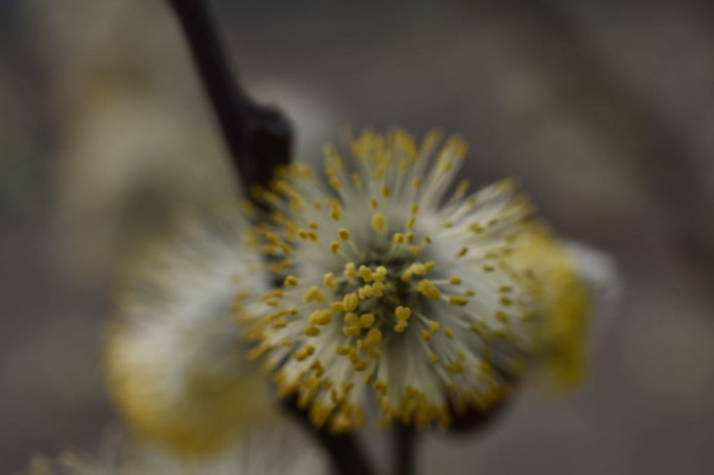 Von nahem –&nbsp;Auflösung