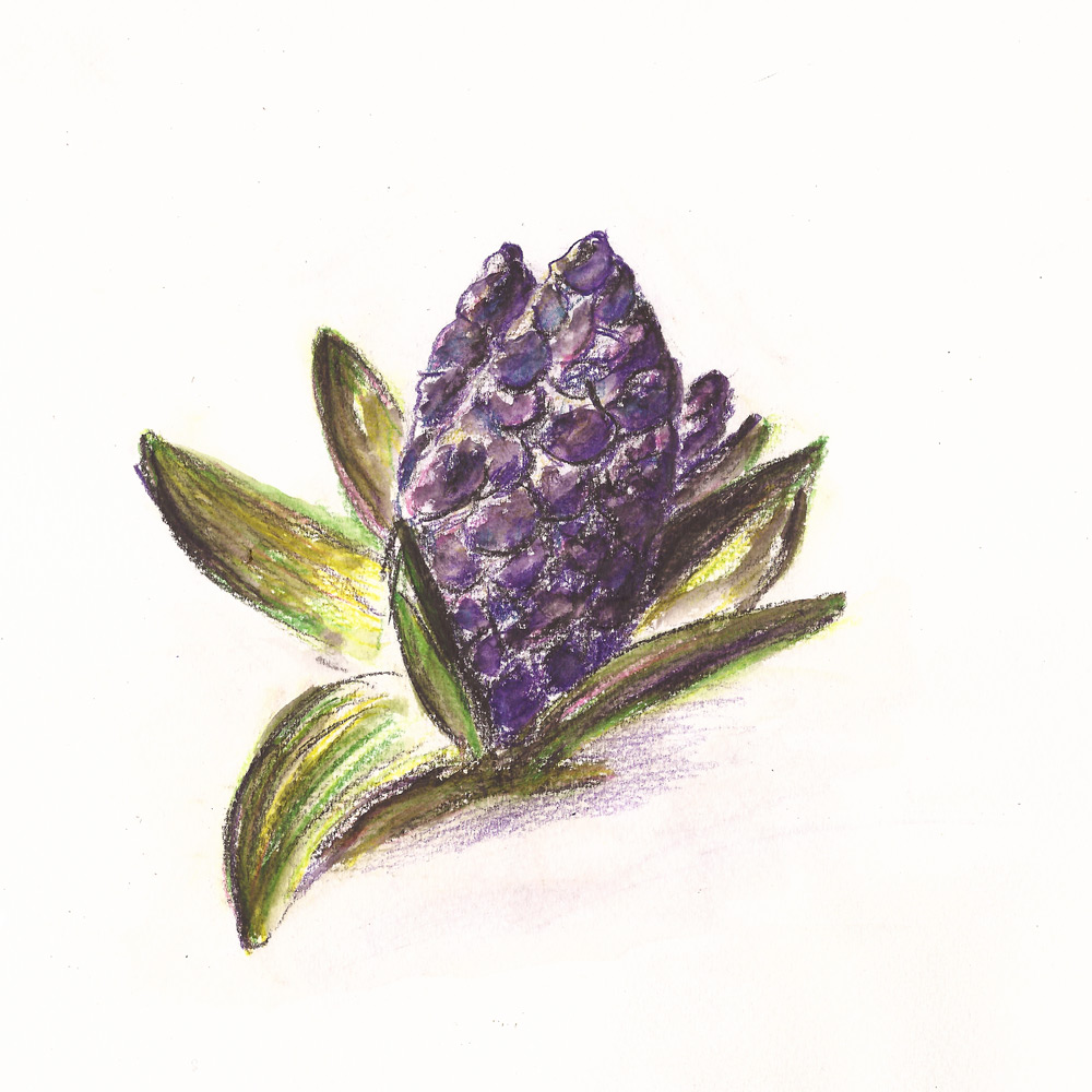 20180409_HyazintheBG