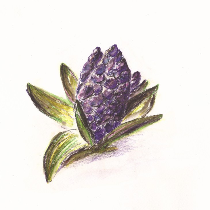 20180409_HyazintheBG