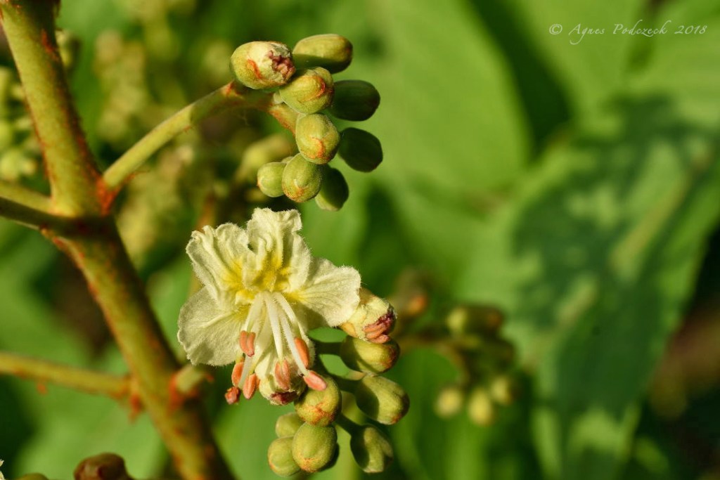 Sich Öffnen –&nbsp;Kastanienblüte