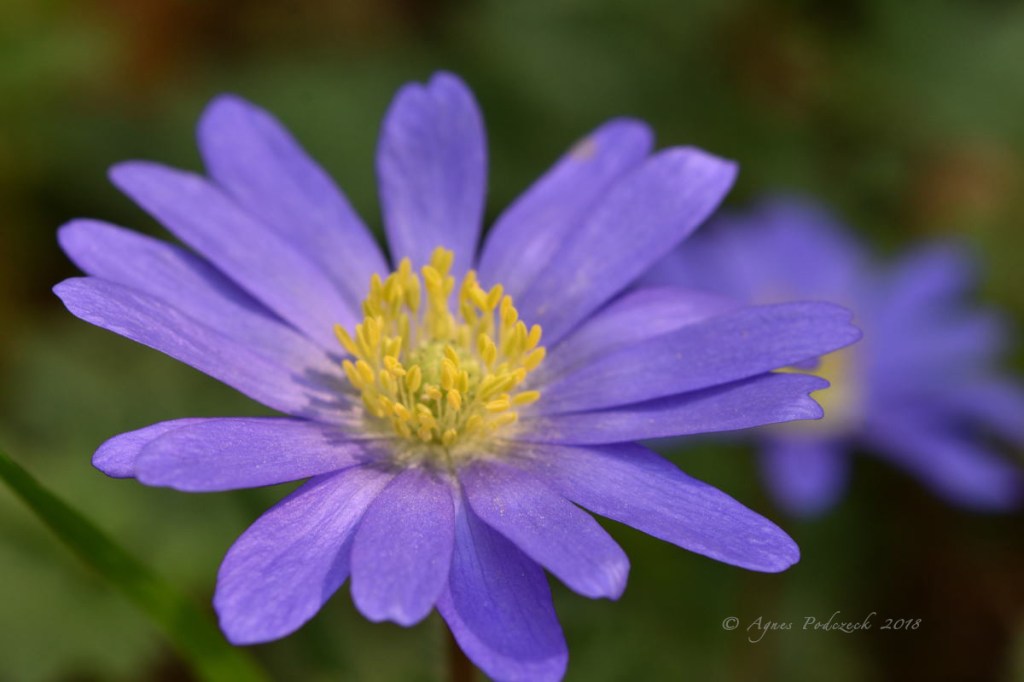 Blaue Anemonen
