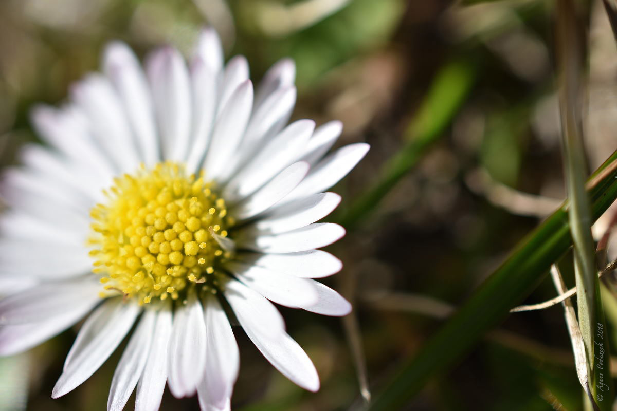 20180407_25Gaensebluemchen_BG