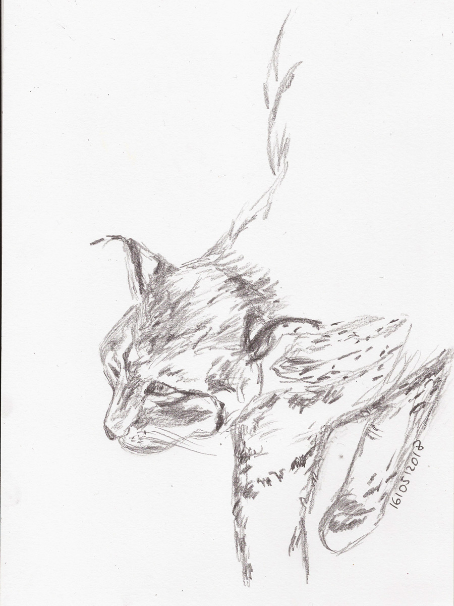 Im Wildpark Schorfheide – Der schöne&nbsp;Luchs