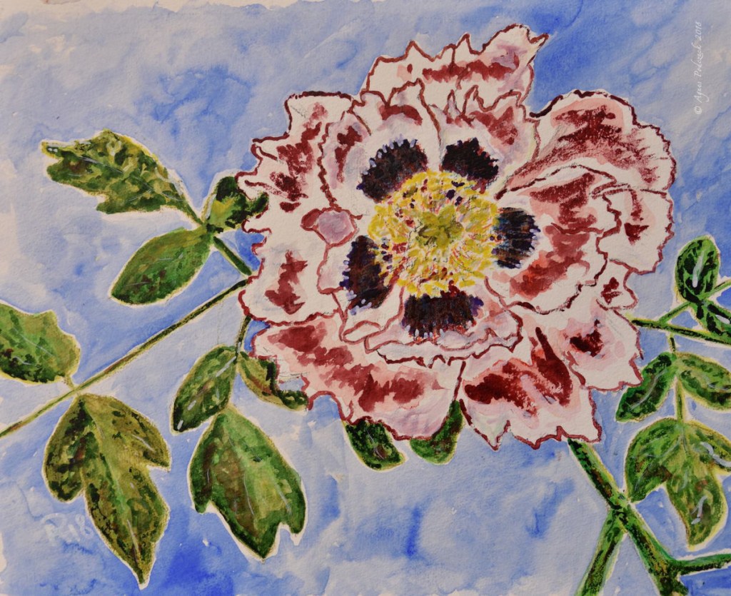 Pünktliche Pfingstrosen